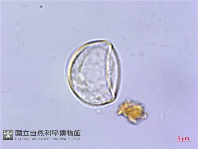 長梗紫麻藏品圖，第2張