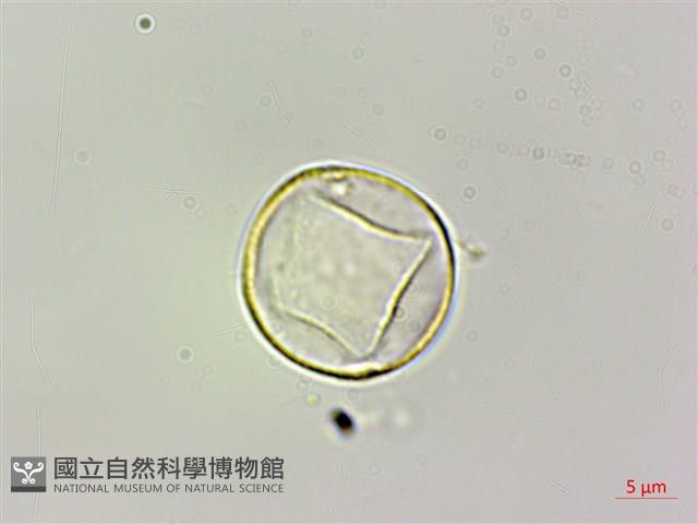 咬人狗藏品圖，第2張