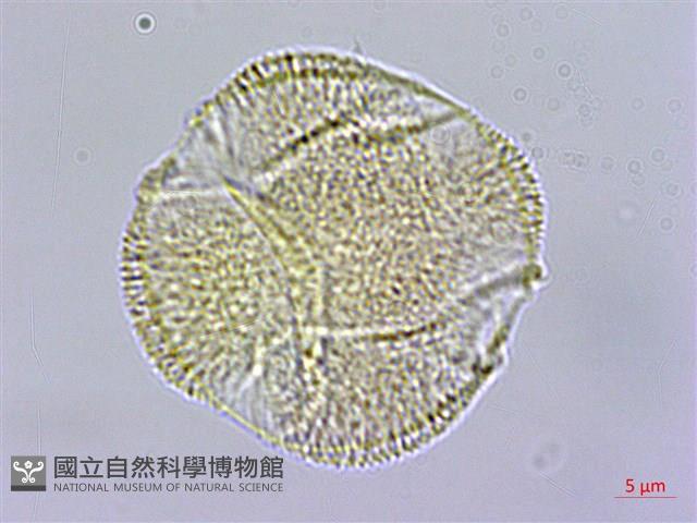 登錄號:S109584藏品圖，第2張