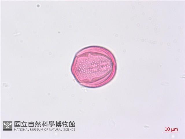 野鴉椿藏品圖，第3張