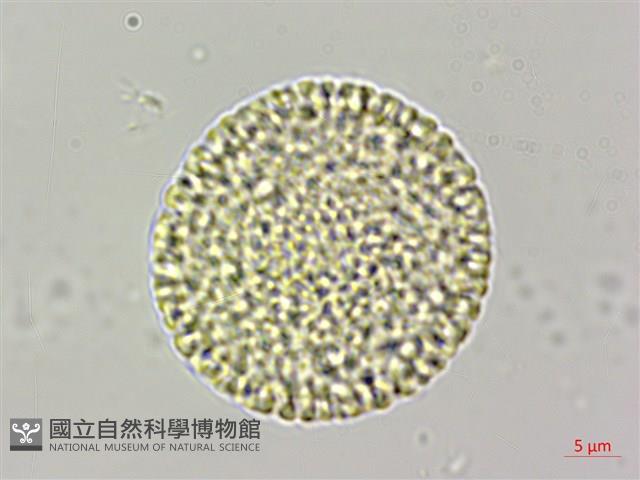 南嶺蕘花藏品圖，第2張