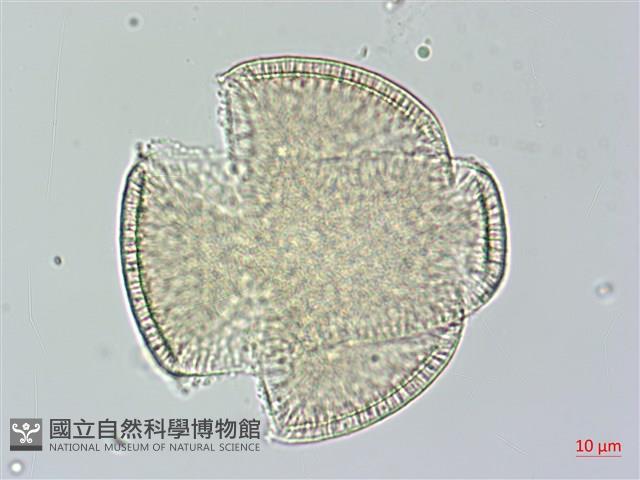 菜欒藤藏品圖，第3張