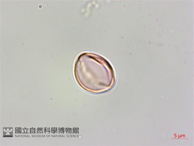 蘭嶼山柑藏品圖，第3張