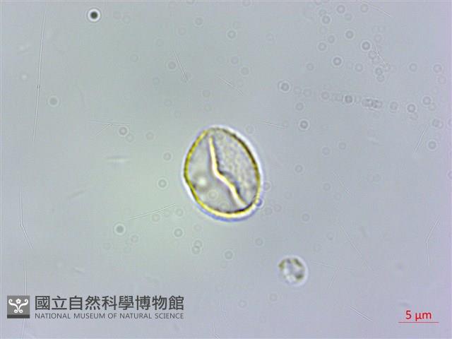 冷清草藏品圖，第2張