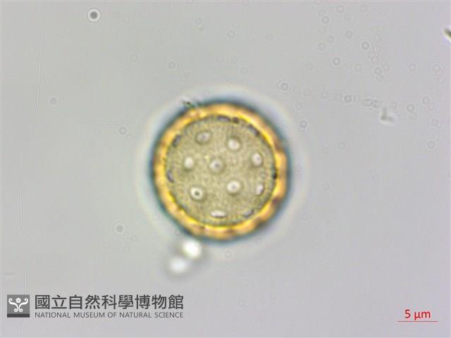 裸花鹼蓬藏品圖，第3張