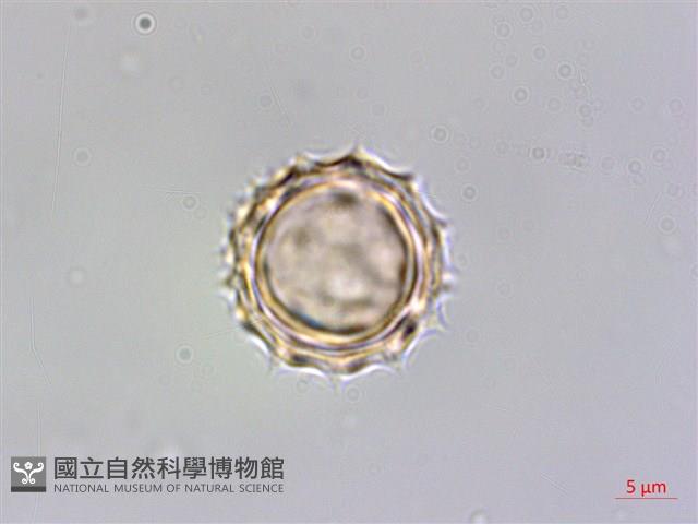 銀膠菊藏品圖，第3張