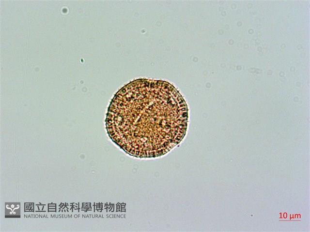 玉山石竹藏品圖，第2張