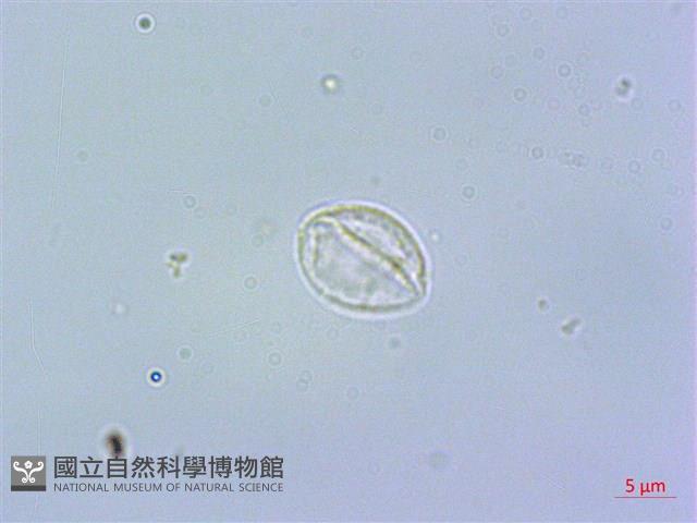 短角冷水麻藏品圖，第2張