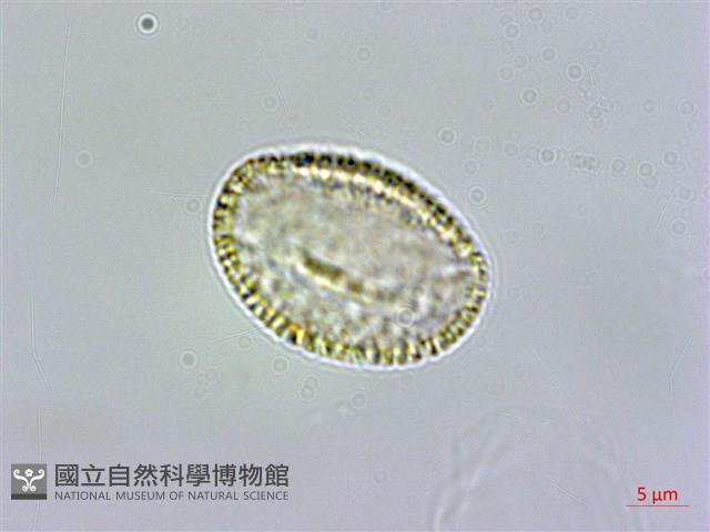 玉山筷子芥藏品圖，第2張