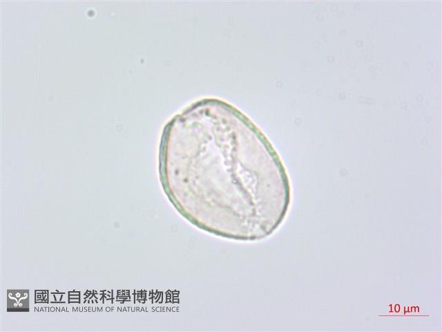 闊葉麥門冬藏品圖，第2張