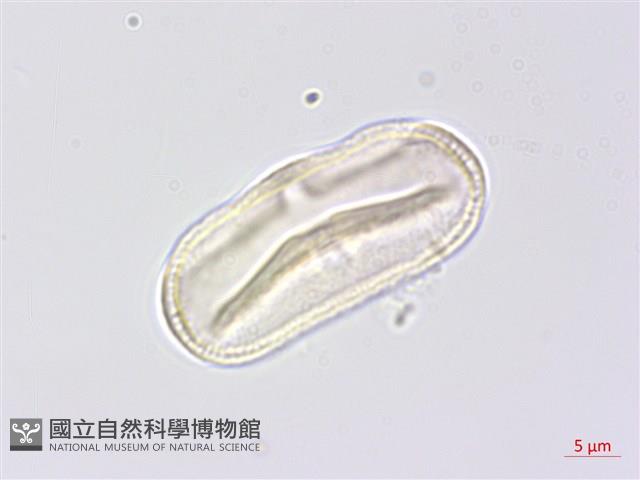 水芹菜藏品圖，第2張