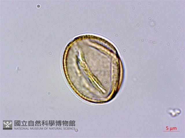 刺莓藏品圖，第2張