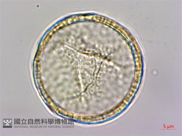 水辣菜、禺毛茛藏品圖，第2張