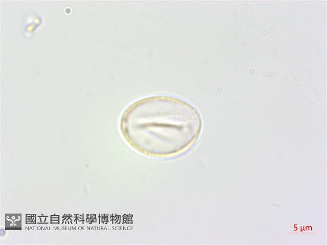 青苧麻藏品圖，第2張