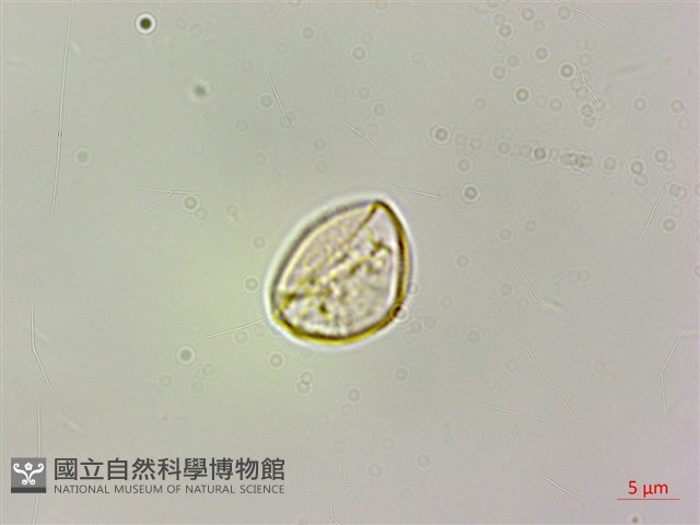 毛花點草藏品圖，第2張
