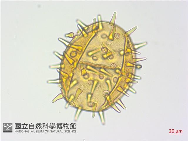 登錄號:S125579藏品圖，第2張