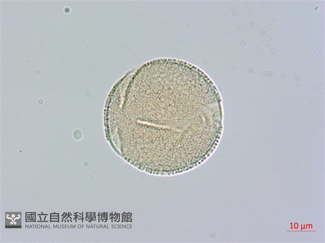 山菜豆藏品圖，第2張