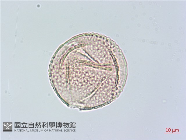 茅瓜藏品圖，第3張