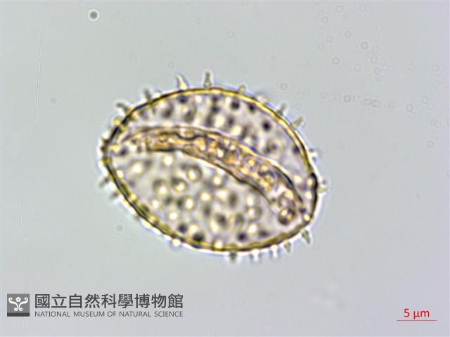 登錄號:S125708藏品圖，第2張