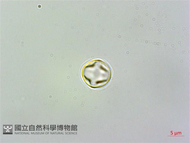 苦苣苔藏品圖，第2張