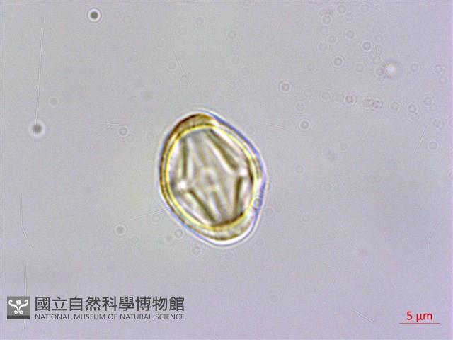 台灣佛甲草、石板菜藏品圖，第2張