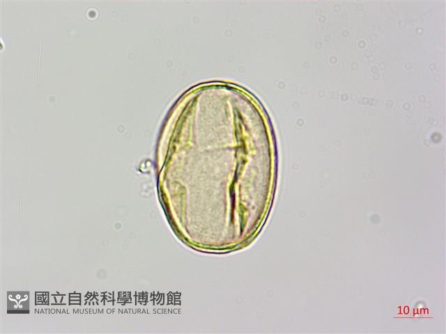 烏皮九芎、奮起湖野茉莉藏品圖，第2張