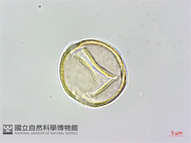 石月、橢圓葉石月藏品圖，第2張