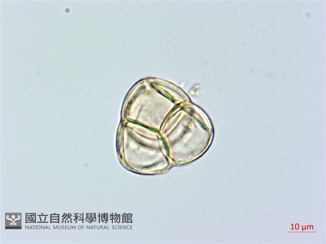 紅花鹿蹄草藏品圖，第2張