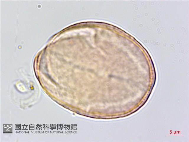 五葉山芹菜藏品圖，第2張