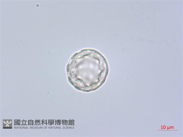 凹葉野莧菜藏品圖，第3張