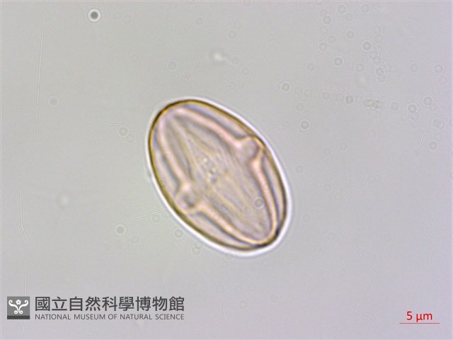 水鴨腳藏品圖，第3張