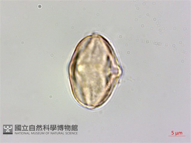 溪頭秋海棠藏品圖，第3張