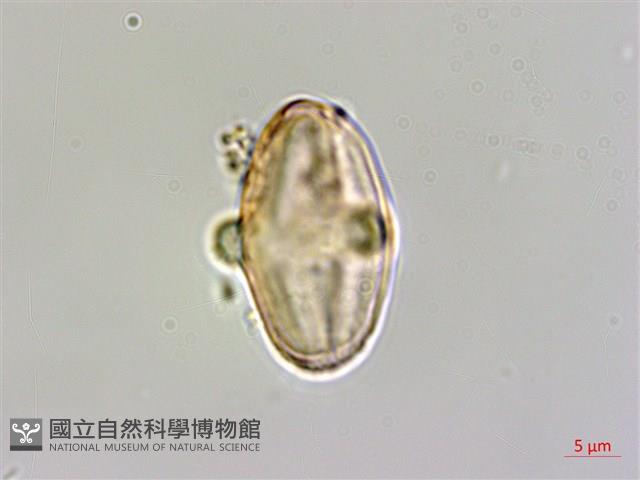 裂葉秋海棠藏品圖，第2張