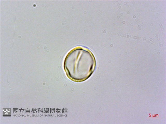 旋莢木、錐序蛛毛苣苔藏品圖，第2張