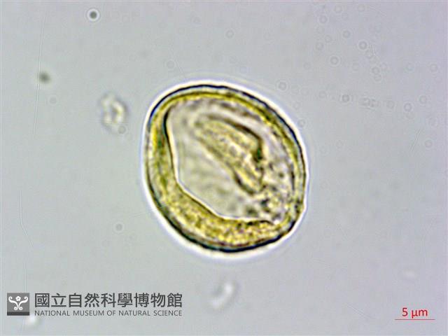 蘭嶼榿葉懸鉤子藏品圖，第2張