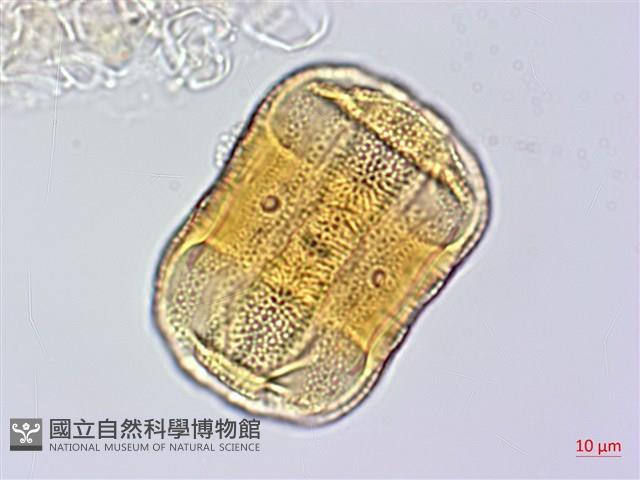 赤道櫻草藏品圖，第2張