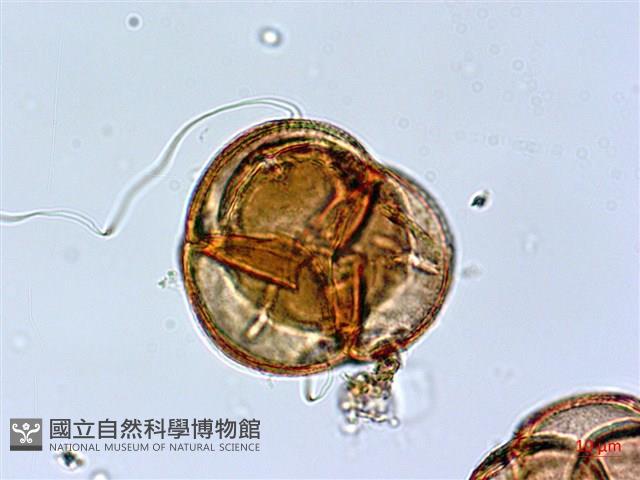 鹿角杜鵑、西施花、青紫木藏品圖，第3張