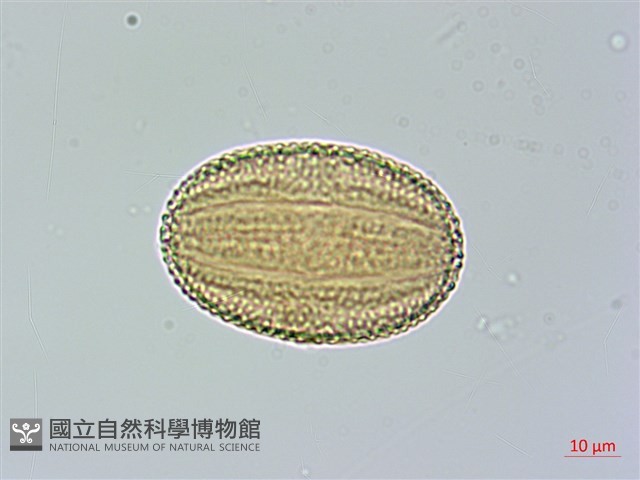 槍刀菜藏品圖，第3張