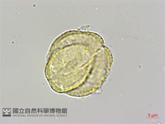 蘭嶼厚殼樹藏品圖，第3張