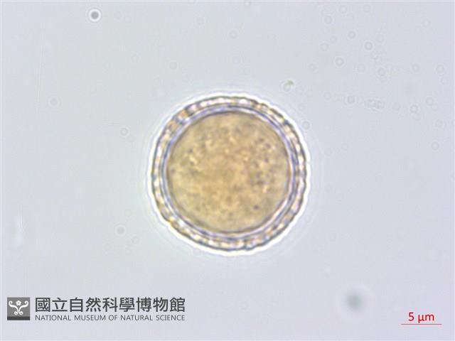 平柄菝契藏品圖，第2張