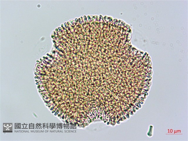 芹葉牻牛兒苗藏品圖，第2張