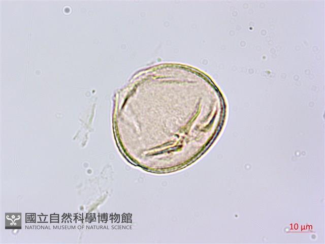 賽山梅藏品圖，第2張