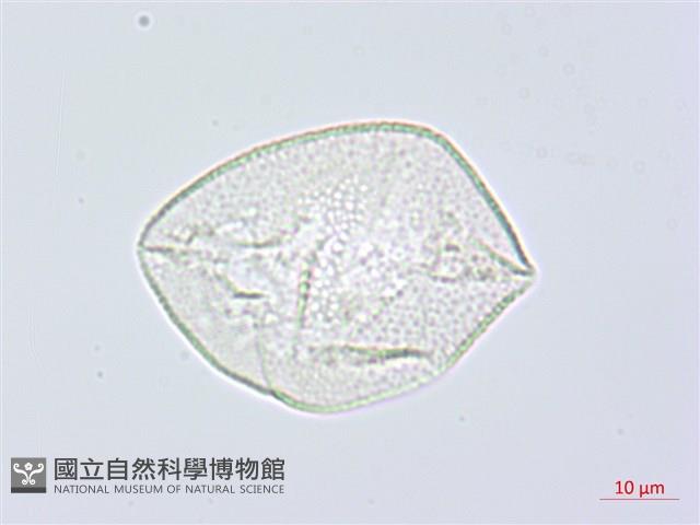 阿里山假寶鐸花藏品圖，第2張