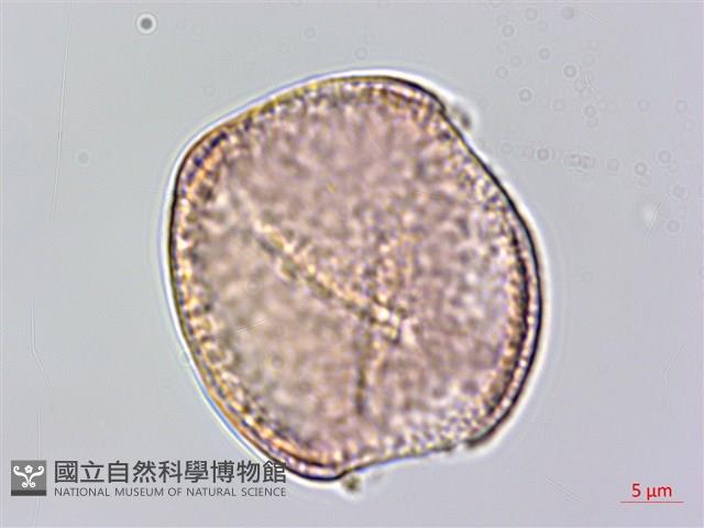 銹毛鐵線蓮藏品圖，第2張