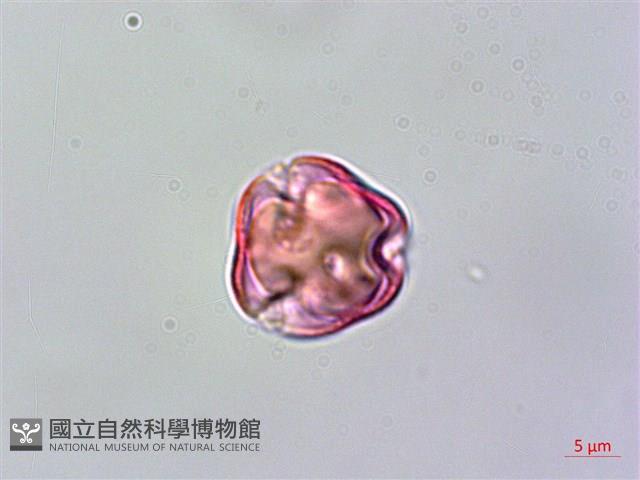 雄胞囊草、槳果苣苔藏品圖，第2張