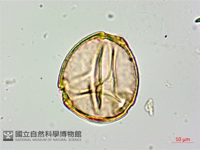 長果月橘藏品圖，第3張