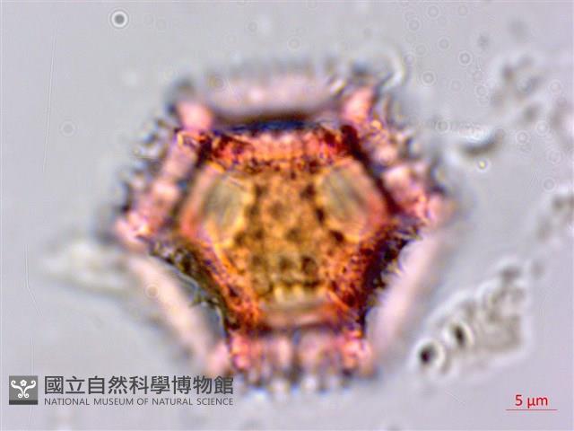 鵝仔草藏品圖，第2張