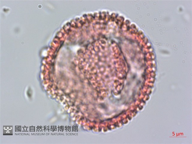 白樹仔藏品圖，第2張