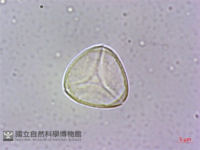 台灣棒花蒲桃藏品圖，第3張