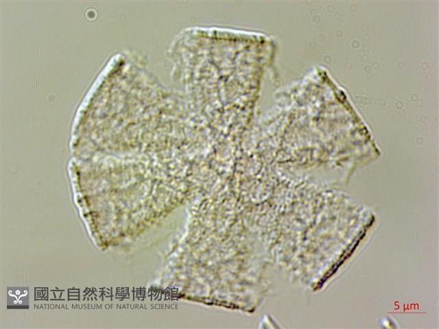 紫蘇、荏藏品圖，第2張